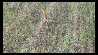 Female roe deer with fawn in field