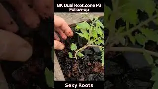 Burger King Dual Root Zone 3 Follow Up