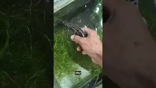 dua ekor limbata masuk akuarium 🤤🌿🍀