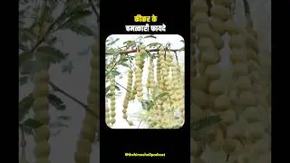 #babool #vaidyarajeshkapoor #thehimachalipodcast #shortsfeed #shortsindia #shorts #ayurveda