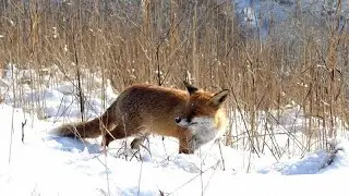 Tausende F&uuml;chse leben mitten in Berlin
