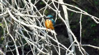Small Blue Kingfisher (Alcedo atthis)