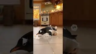A penguin cleaning the floor?! 🐧🧽