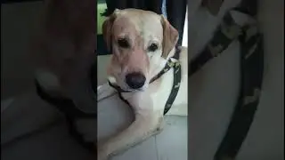 Pumo #shorts #viral #viralshorts #dog