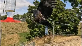 Tui Perfect High Speed Landing in Slow Motion 