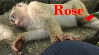 Rose Monkey Pregnant Need Nursing And Warming from !!! .. Baby Rose Monkey