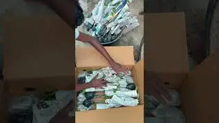 Online Selling Bougainville Plant 🤩 || Kolkata New Online Plants Nursery 🌱