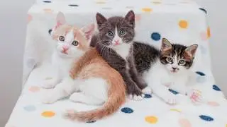 LIVE: 3 moms raising 15 new kittens in one giant pile! 🐾🙀