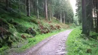 Another Moment in the Craigvinean Forest