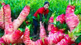 Harvesting giant galangal 15kg Going to Market to Sell -Cooking And Gardening | Ly Song Ca