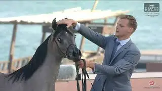 Конноспортивный фестиваль KIAHF 2026 на Аравийском полуострове, класс 1A