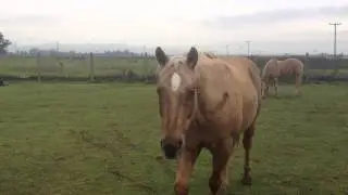 Sexist Horse Theories - Dangerous Horses Rearing & Kicking - Herd Behavior - Rick Gore Horsemanship
