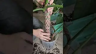 Repotting Philodendron Jos&eacute; Buono In Chunky Aroid Mix 🌱 #shorts