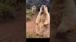 Aisa jadu dala re #shortvideo