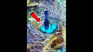 World's Smartest Bird 🤯 #shortsfeed #shorts #birds  #facts #trending