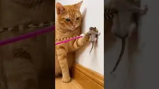 cat masti funny smile mouse 🐀🐀