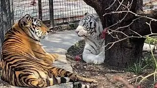 Тигрица Леди ДИ  показывает свой СКВЕРНЫЙ ХАРАКТЕР!!
