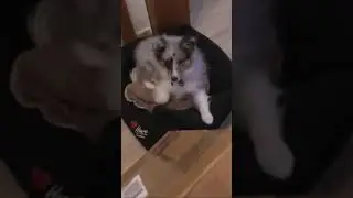 Arkani der Sheltie ist begeistert &uuml;ber die Ankunft der Carrera digital 132 Spezialschiene 🤣