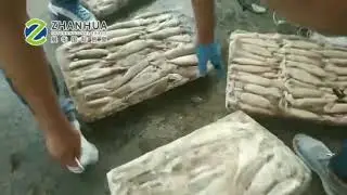 Todarodes Squid whole round