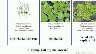 Plants, ř&aacute;d nepukalkotvar&eacute; nepukalka m&iacute;čovka nepukalkovit&eacute; Salviniales marsilka čtyřlist&aacute; You