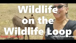 Custer State Park - Wildlife Loop 2021 - Bighorn Sheep, Bison, Burros & Pronghorn Sturgis Rally 2021