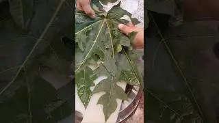 Papaya leaves face pack for skin whitening and glowing by Rohit sachdeva  #facewhitening #flawless