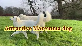 attractive Maremma sheepdog