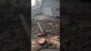 #destroy #trees watch full video #treeremoval #shortvideo