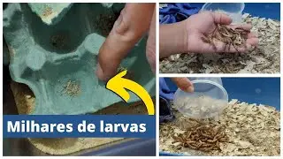 Criação de tenébrio GIGANTE | Produzindo 10x mais que o normal