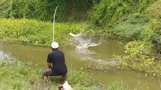 Grass Carp Fishing|MRIGAL Fishing|Rohu Fishing|Rohu Fish Catching|Village Fishing|mancing Fishing