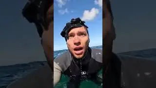 The dolphin pushed the diver to the shore and only then did he understand why
