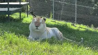 Tigger Tiger Dozing in the Shade - AWE, WHAT A CUTIE!
