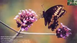 #AGALive | Mike Macdonald&rsquo;s Butterfly Garden Panel Discussion