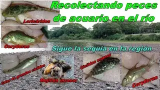 Gran captura variada en el r&iacute;o y sus charcas (tetras, c&iacute;clidos, Corydoras, Loric&aacute;ridos y m&aacute;s)