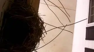 Rob Pettit Live Stream