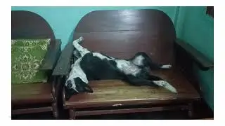 Ani dog thumani style nai d 😂