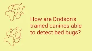 How Bed Bug Sniffing Dogs Work