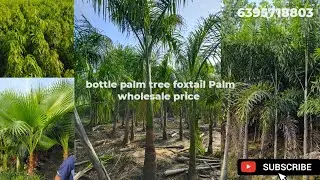 bottle palm foxtail palm wholesale nursery #gajraulanursery #gardenplants #bottlepalm #foxtail 👌..