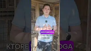 Topowa forma Twoich Gołębi!