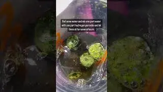 By sanitizing your sponges you CAN reuse them if they get icky! #hydroponics #aerogarden #gardening