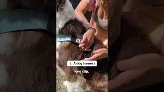3 products every dog needs! 🐶 #shorts #doglover #dogs #dogowner #dogshorts #dogtips #dogeducation