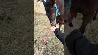 Наглец еще тот 🤣 #арабскиелошади #horse #лошадки #лошади #моялошадь #animals #продажалошадей #duet