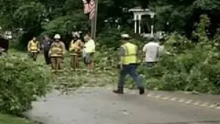 Tree falls on car, killing man