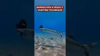 Savage Ocean Predator Strikes #shorts #animals