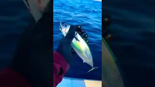 ❌ Small TUNA 🐠#shortvideo #shrots #breed #catchingfish #fishing#fish#tuna#trap#viral#ocean#seafood