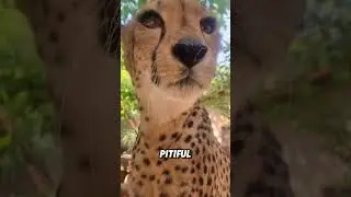 &ldquo;Do cheetahs really not attack humans?&rdquo;#cute #youtubeshorts #shorts #cheetah #animals