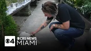 Virginia Lowe's finds unlikely yet loveable employee in form of a stray cat
