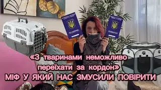 Переїзд з котами в Європу: міфи, документи і реальний досвід