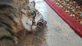 кошка летает в полу