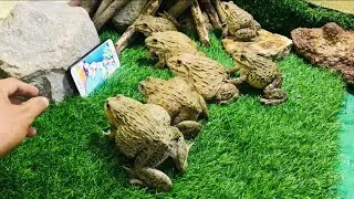 How can I get my phone ☎️ frog stole my phone frog protect phone